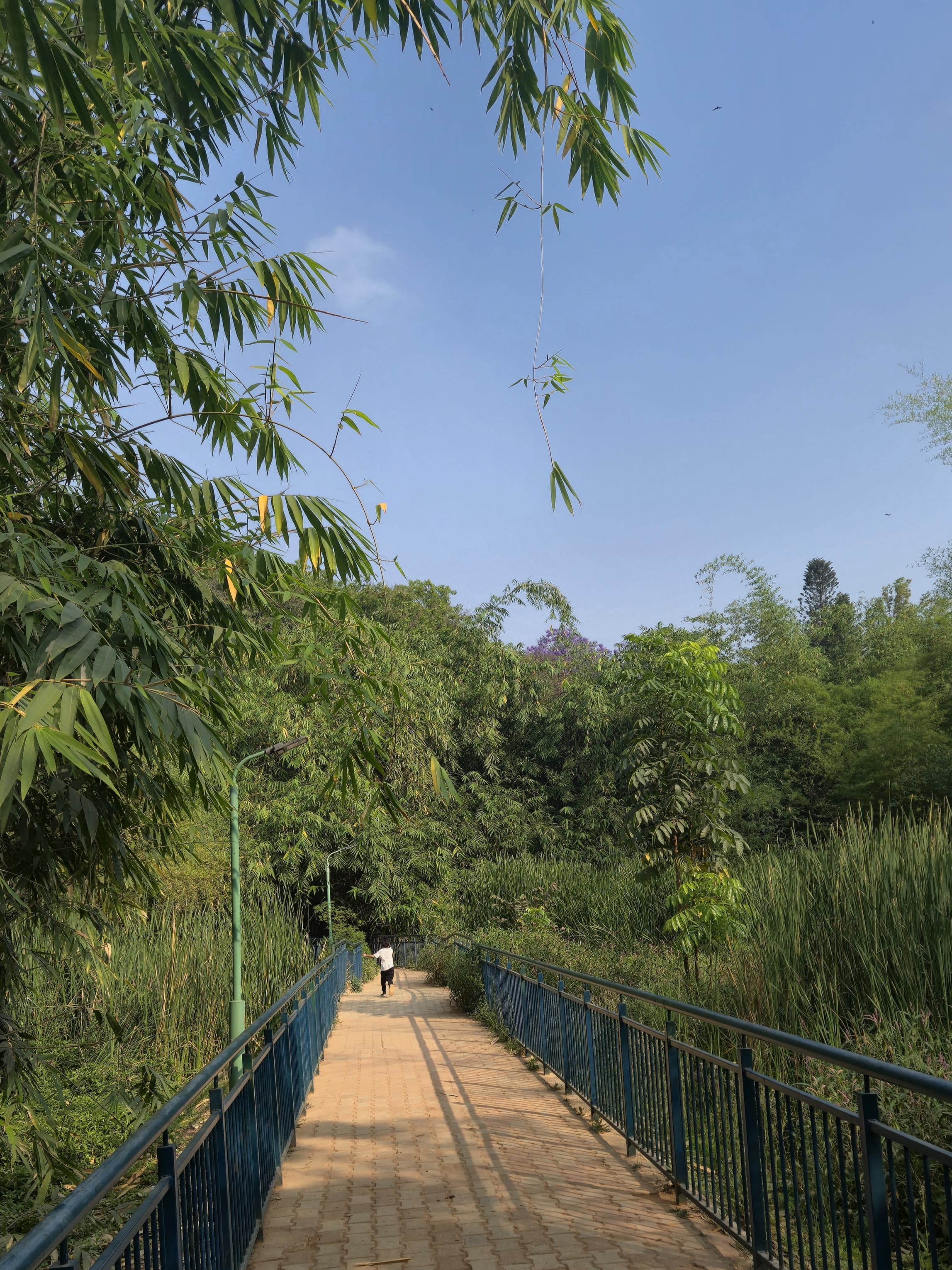 Cubbon Park